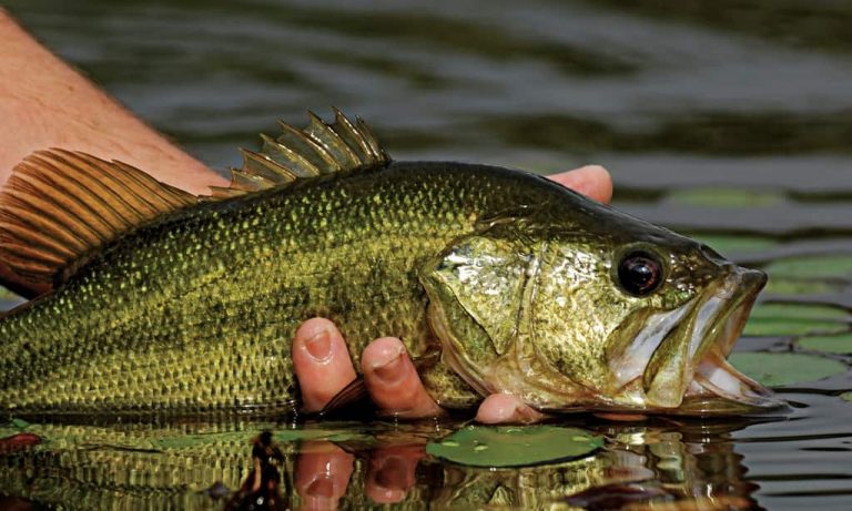 largemouth bass in the water