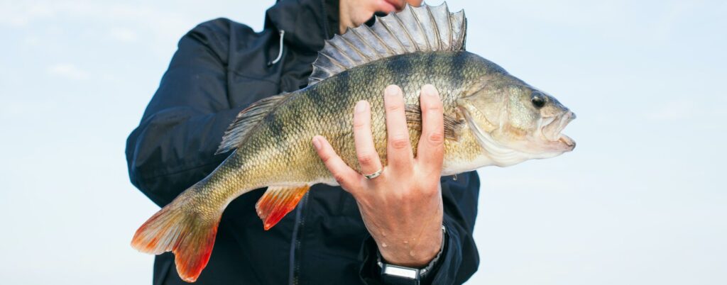 smallmouth bass fish