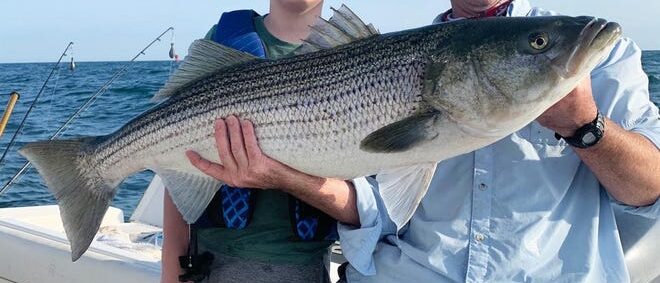 striped bass