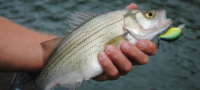 White Bass Fishing Tips and Tricks