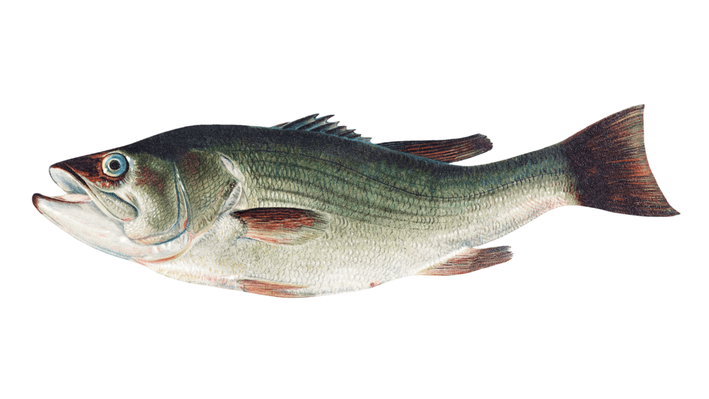 largemouth bass fish