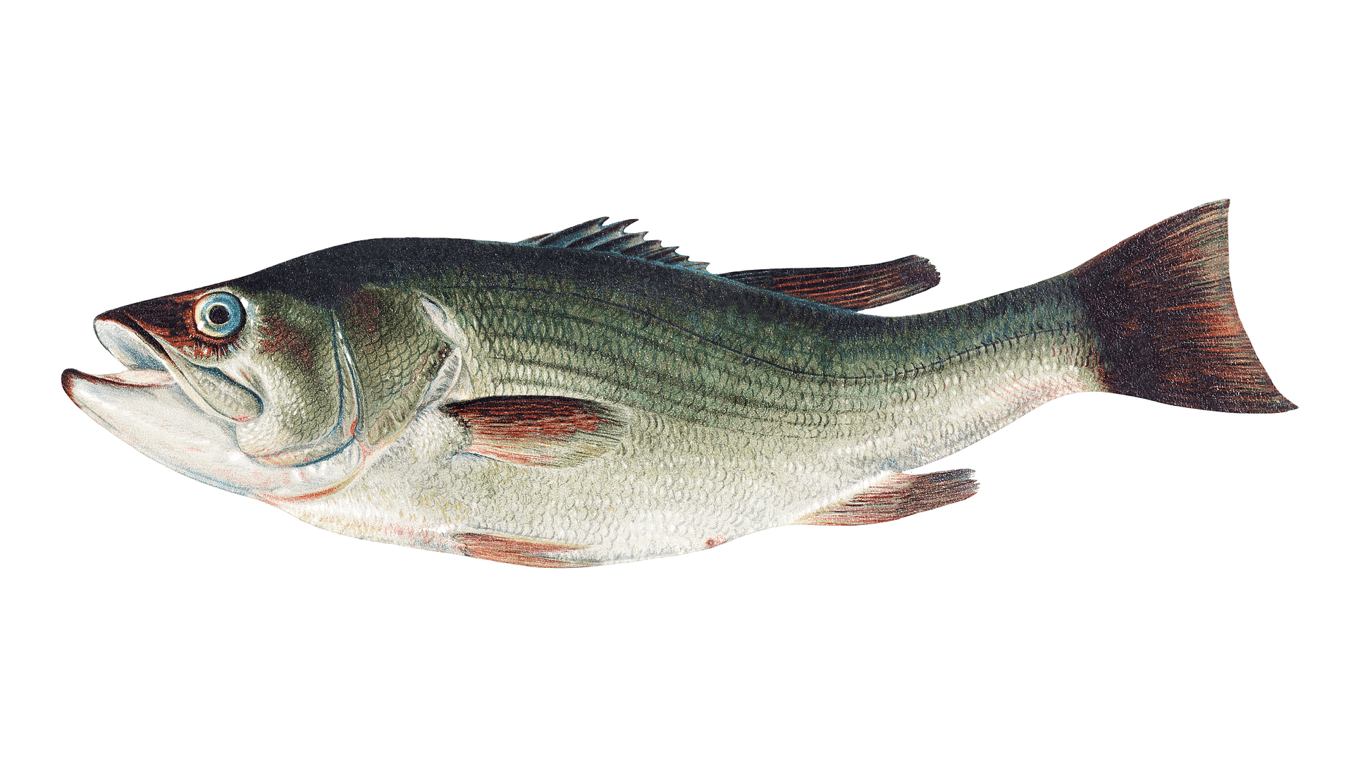 What's the difference between Largemouth & Smallmouth bass Fishabass