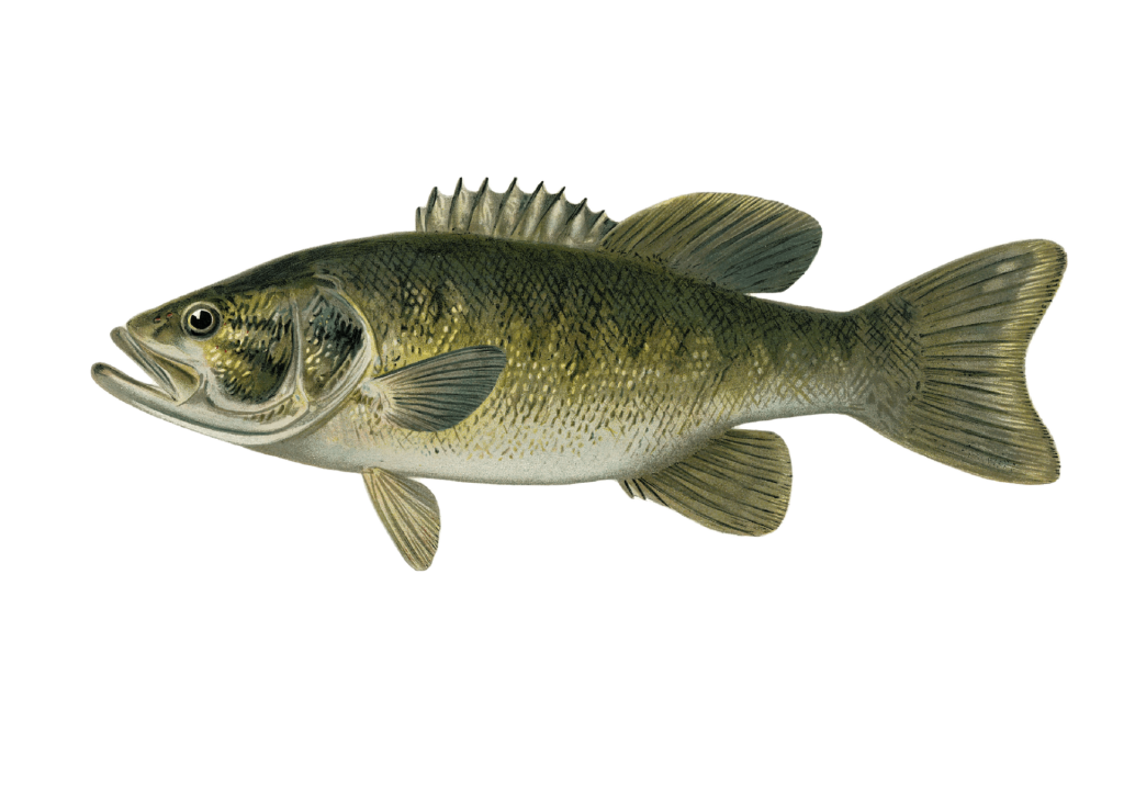 a smallmouth bass fish